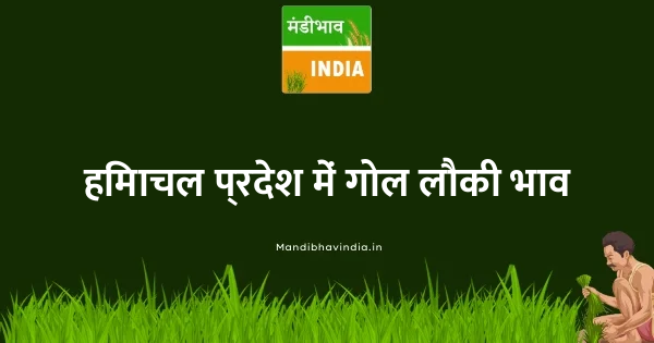 Round gourd भाव